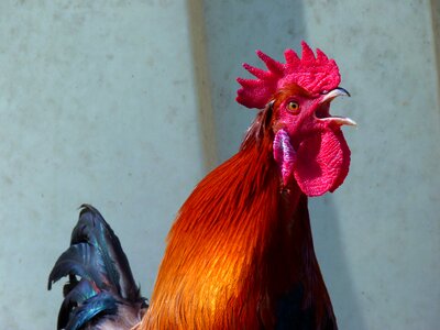 Hahn gockel poultry