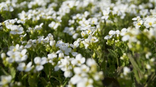White flower spring nature