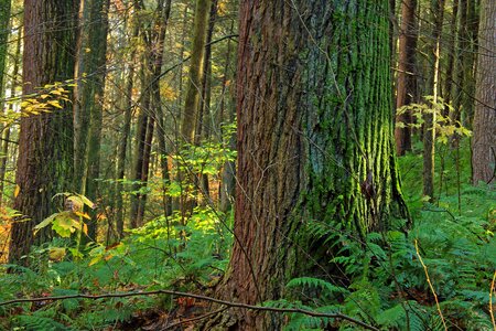 Bark branch climate photo