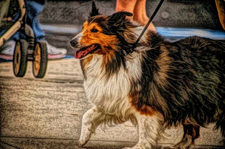 Shepherd Dog fur scottish sheepdog photo