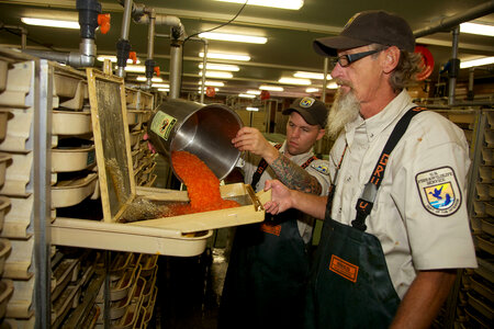 Service employees with incubation trays-3