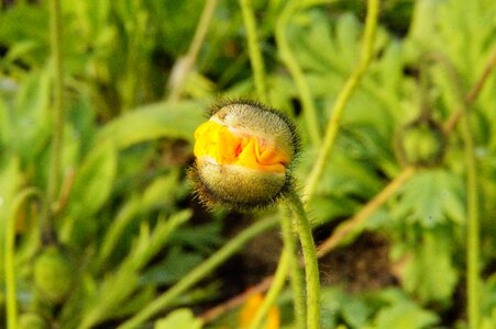 Bursting klatschmohn blossom photo