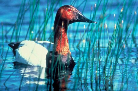 Canvas close duck