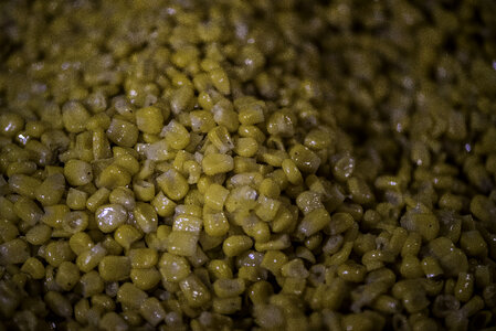 Sweet Corn Close Up