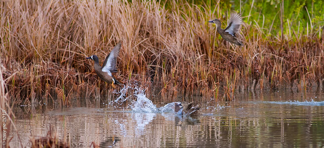 Ducks taking off in flight photo
