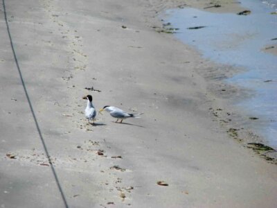 Bird phylum 
