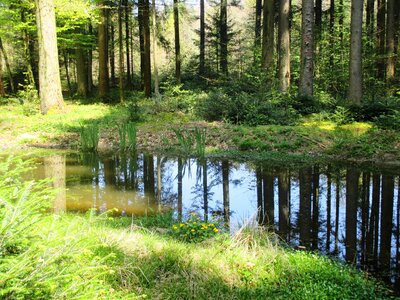 Mirroring nature rest