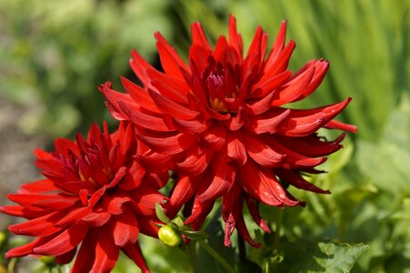 Dahlia garden dahlias autumn photo