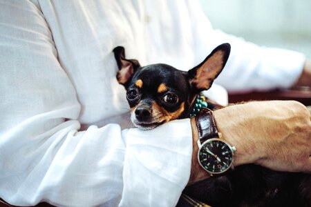 Animal canine clock