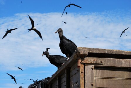 Bird sky clouds photo