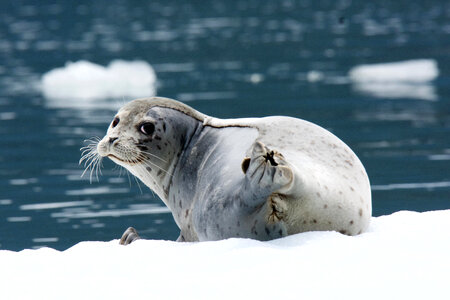 LeConte Seal on ice