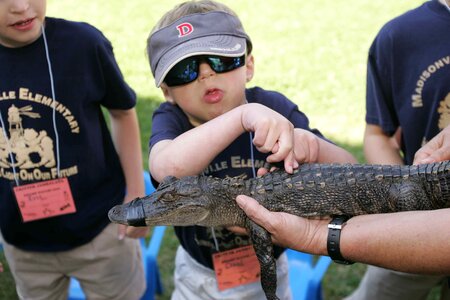 Alligator back education photo
