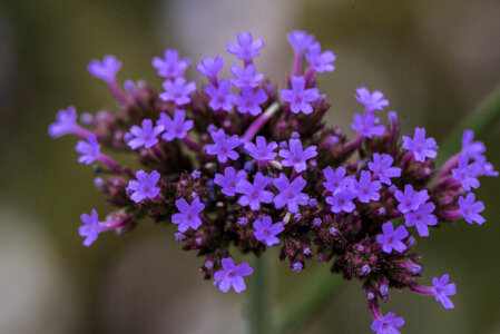 Group of purple flowers photo
