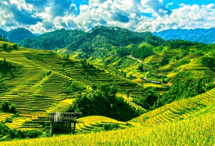 Yen bai vietnam agriculture photo