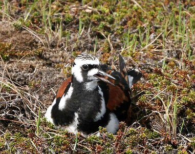 Arenaria Interpres nest shorebird