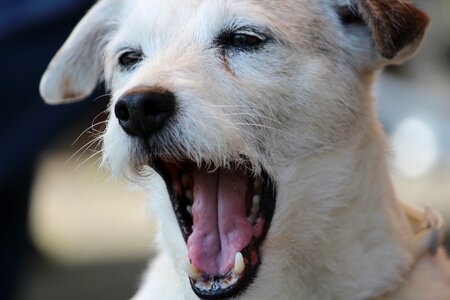 Animal portrait head snout photo