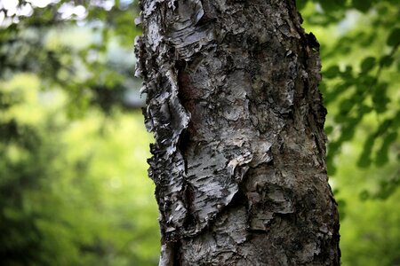 Bark birch forest