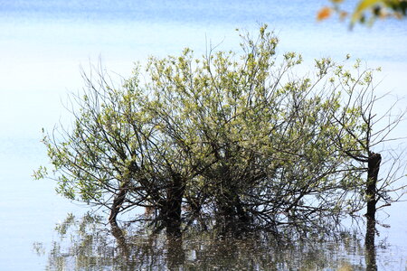 Tree growing in water