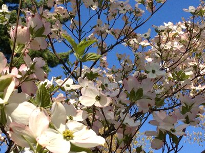 Season petal bright