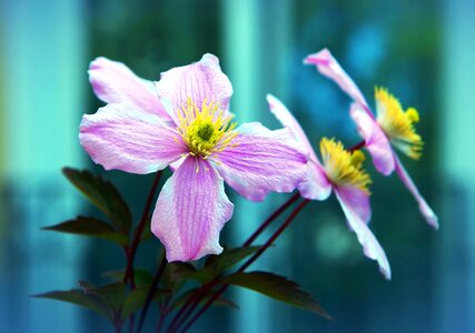 Beautiful Photo bloom flower