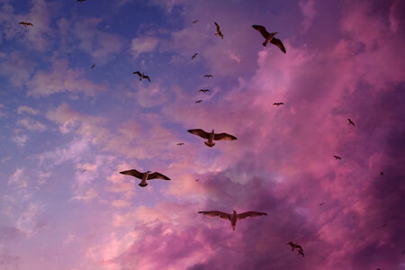 Seagulls in Purple Sky photo