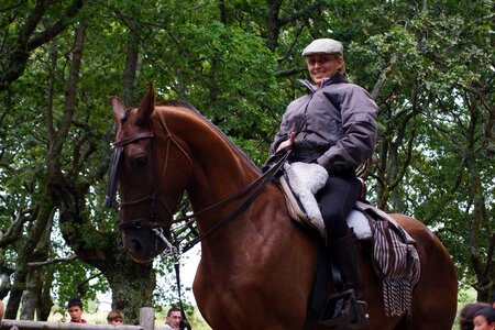 Animal brown cavalry photo