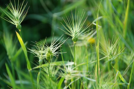 Spring plant natural