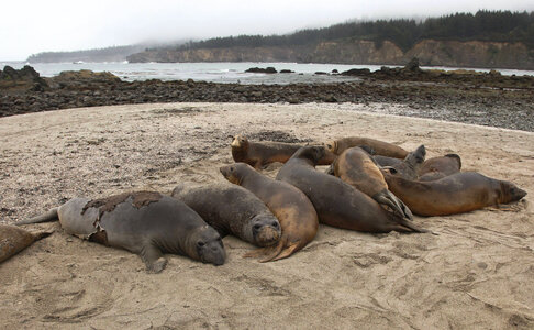 Northern elephant seals