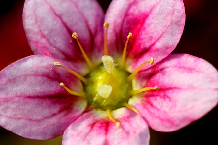 Plant pink petals
