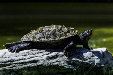 Water animal panzer photo