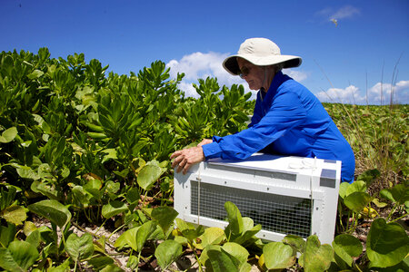 Nihoa Millerbird Translocation-1