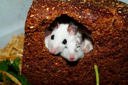 Rodents pets africa