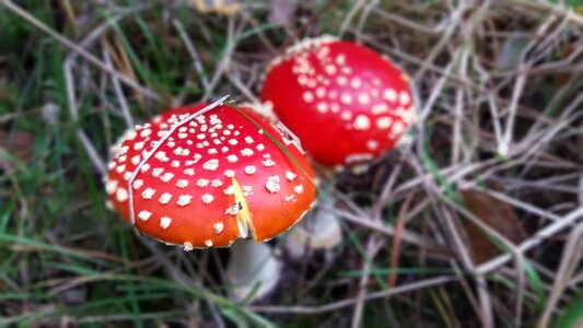 Autumn mushrooms red fly agaric mushroom photo