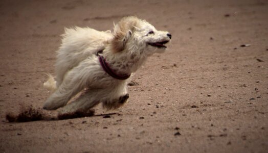 Dog running sand photo