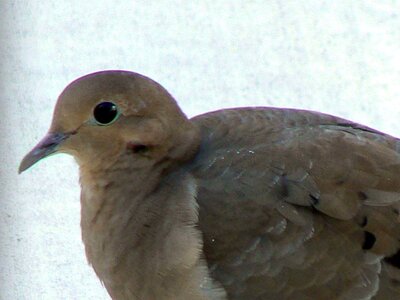 Bird mourning 