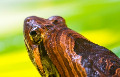 Anuran frog amphibians
