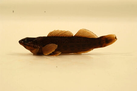 Etheostoma rufilineatum-1