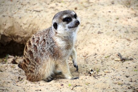 Scharrtier species of mammal mongoose