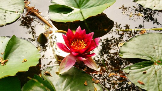 Aquatic beautiful flowers biology
