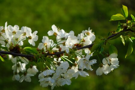 Cherry tree white branch photo