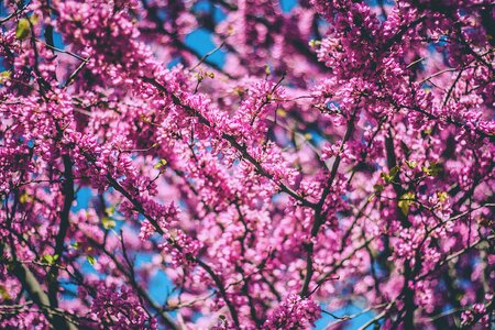 Nature spring blossom photo