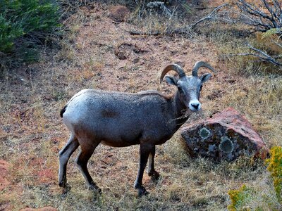 Nature wild life zion national park