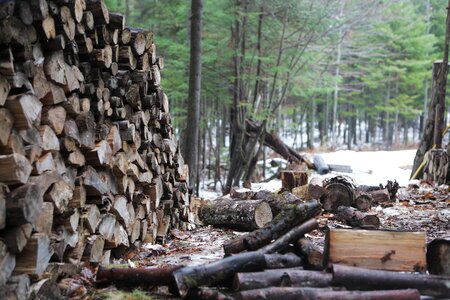 Pile forest timber photo