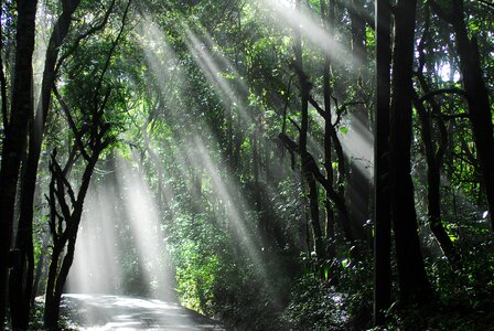 National-park forest trees