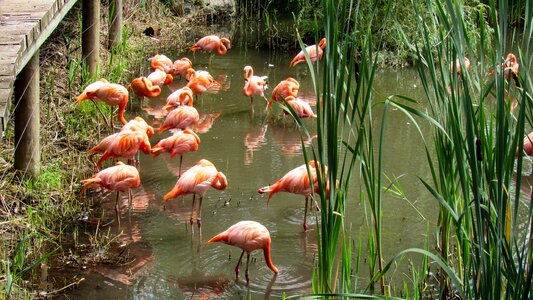 Flamingo wading bird pond photo