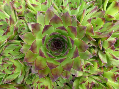 Pointed reddish green photo