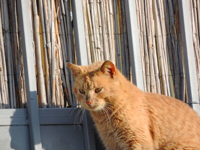 Pet cat cute