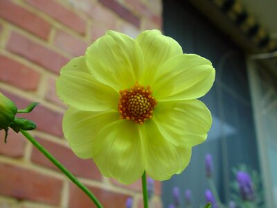 Face pale yellow yellow