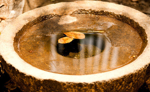 Bird Bath Wood