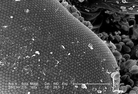 Bug compound compound eye